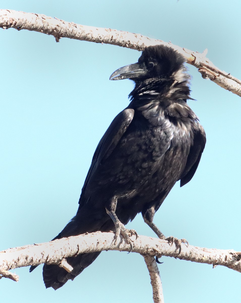 Chihuahuan Raven - ML618844380