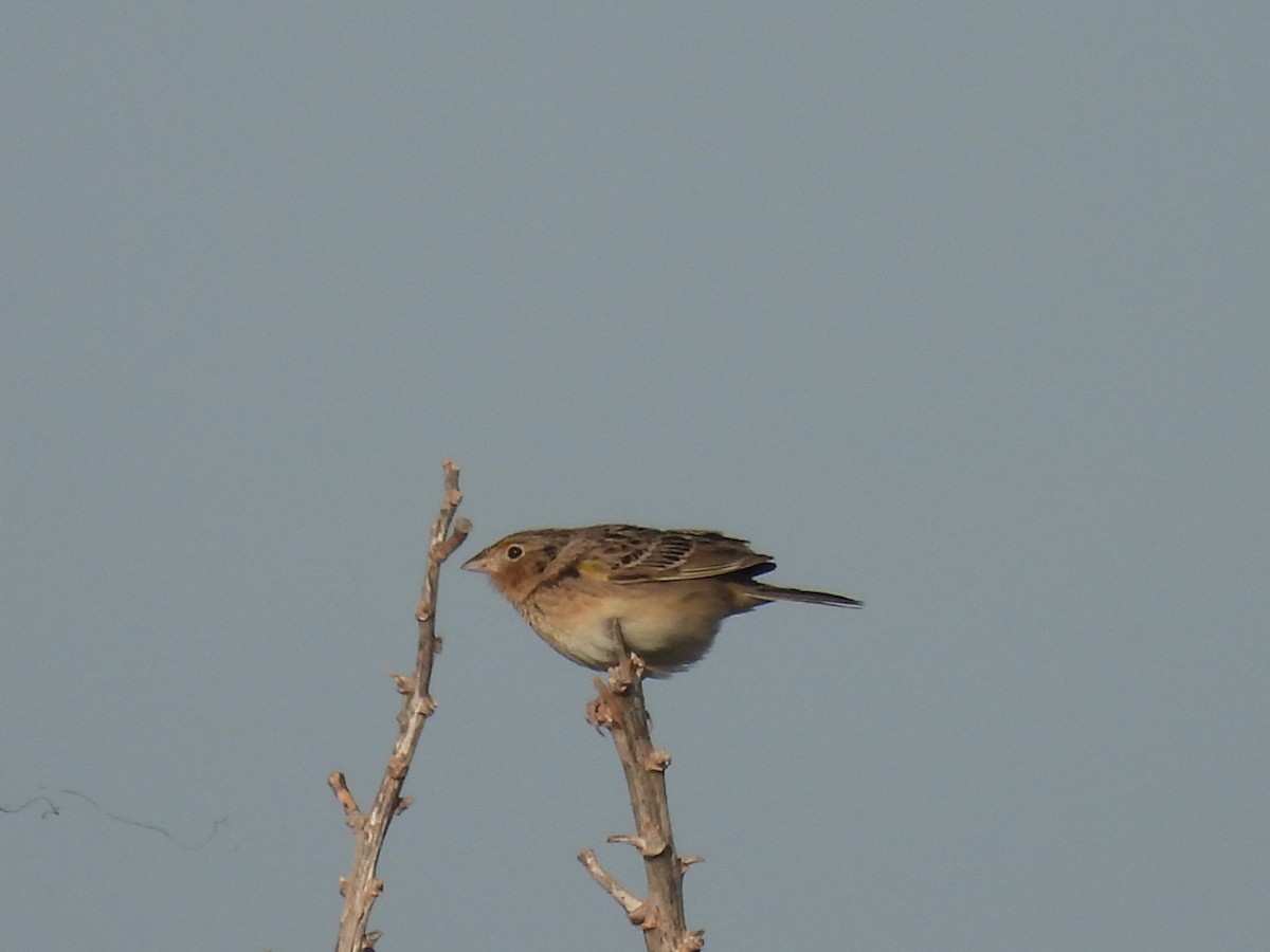 Grasshopper Sparrow - ML618844391