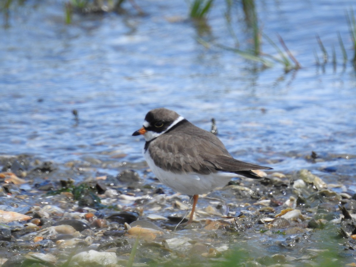 Semipalmated Plover - ML618844438