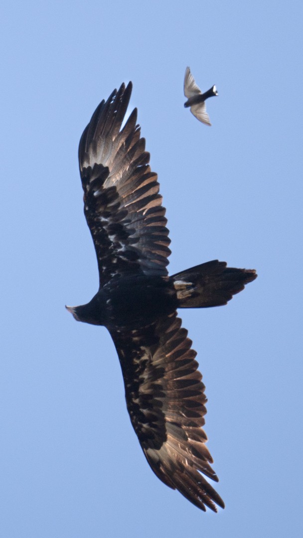 Wedge-tailed Eagle - ML618844449