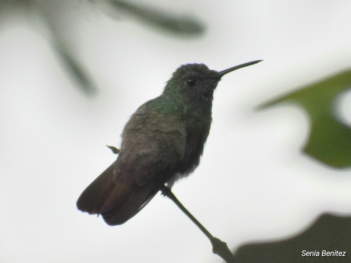 Berylline Hummingbird - Senia Benitez