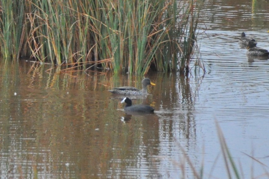 Red-knobbed Coot - ML618844508