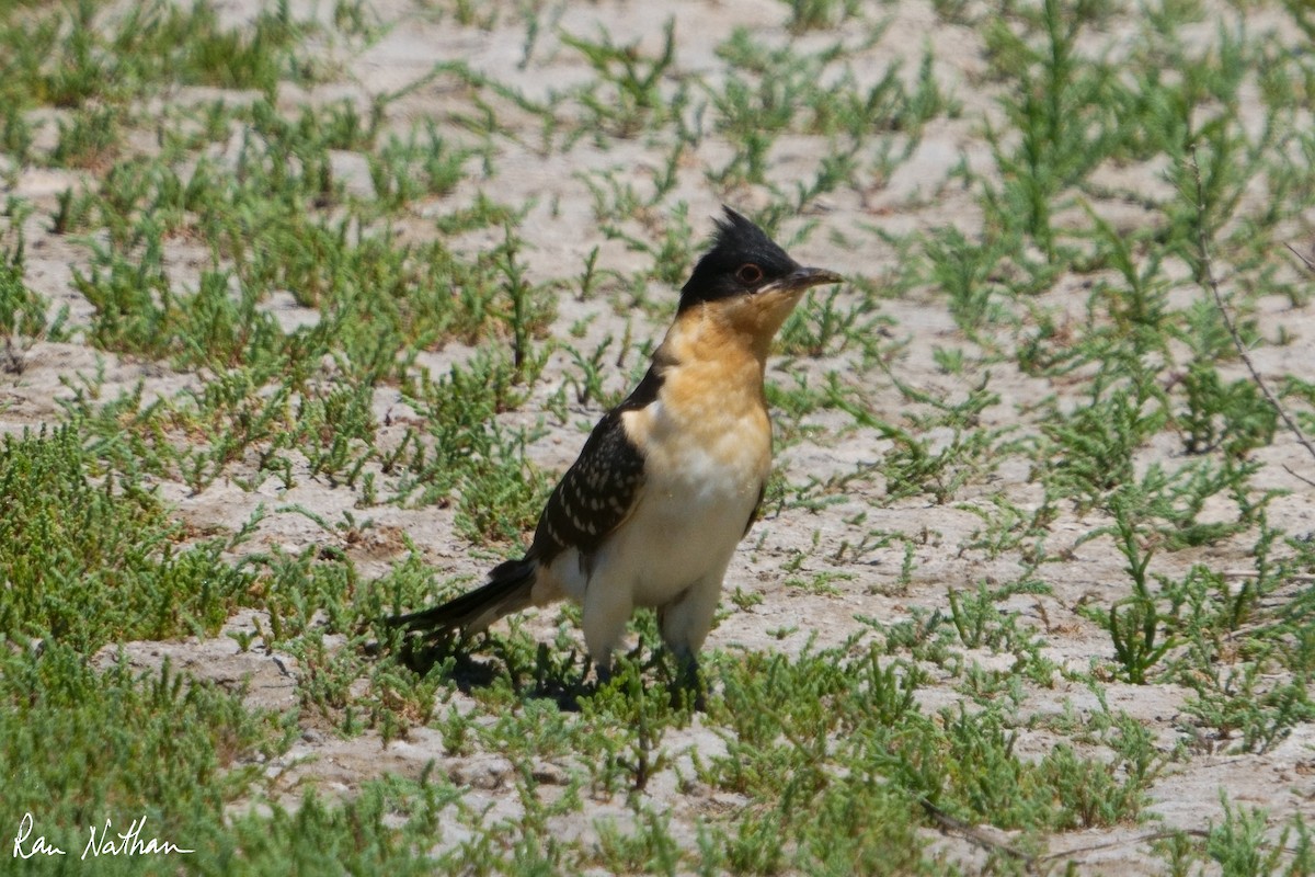 Great Spotted Cuckoo - ML618844516