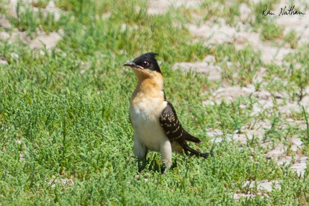 Great Spotted Cuckoo - ML618844519