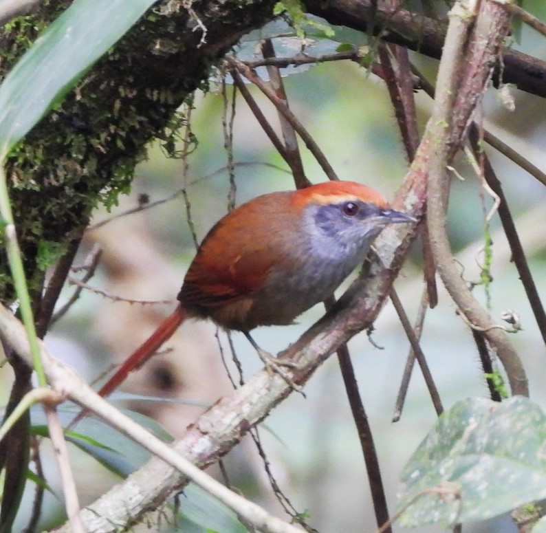 Rufous-capped Spinetail - ML618844530