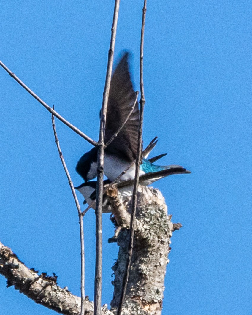 Tree Swallow - Edward  Muennich
