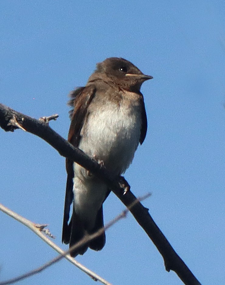 Northern Rough-winged Swallow - ML618844586