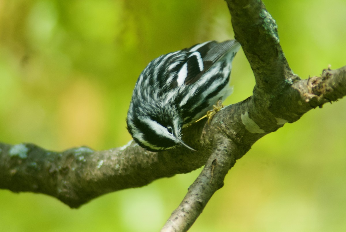 Black-and-white Warbler - ML618844592