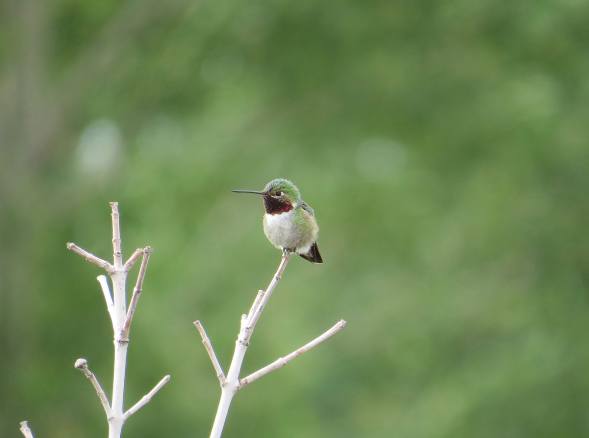 Broad-tailed Hummingbird - Matt Hofeditz