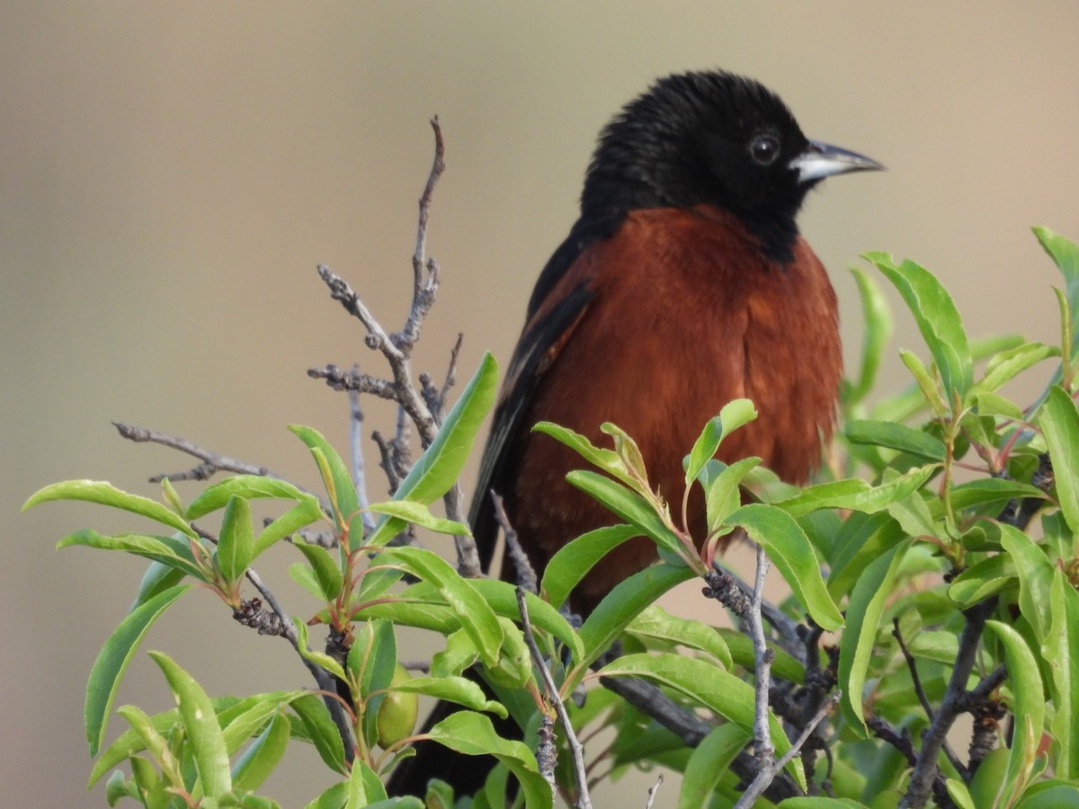 Orchard Oriole - ML618844638