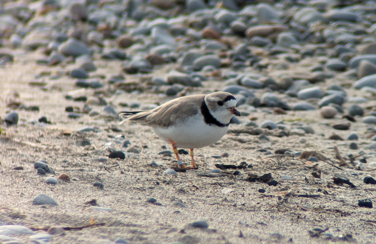 Piping Plover - ML618844646