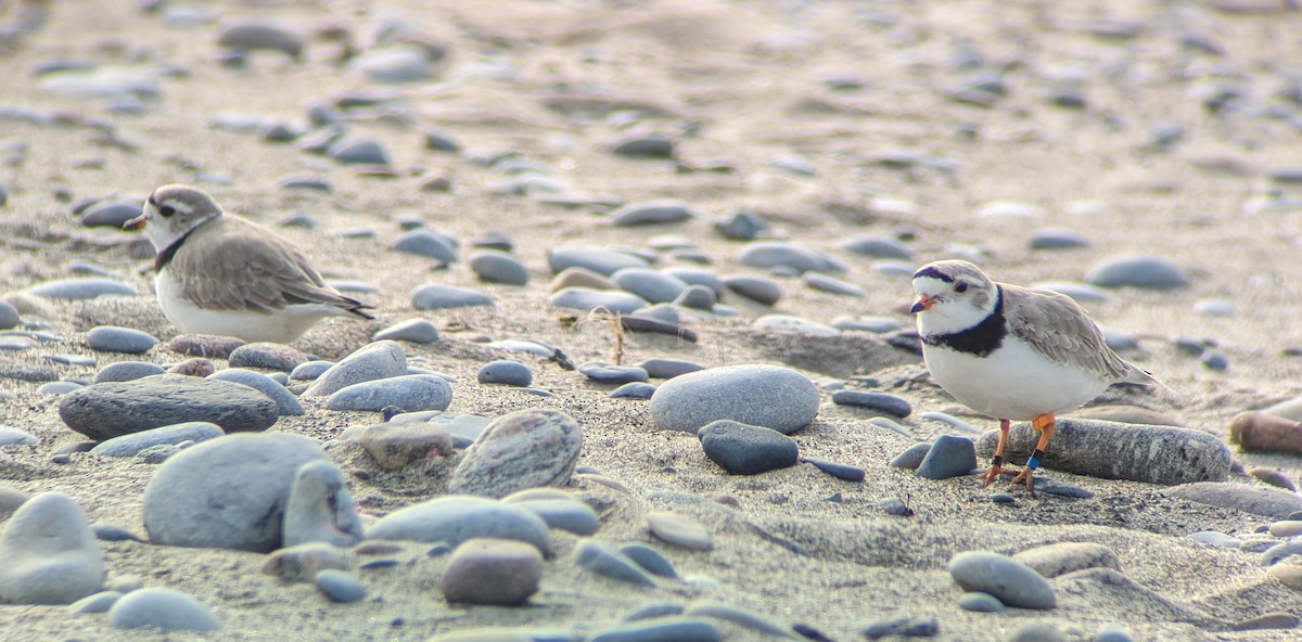 Piping Plover - Matthew Tobey