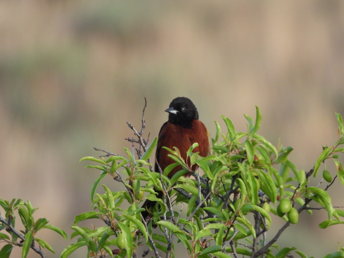 Orchard Oriole - ML618844655