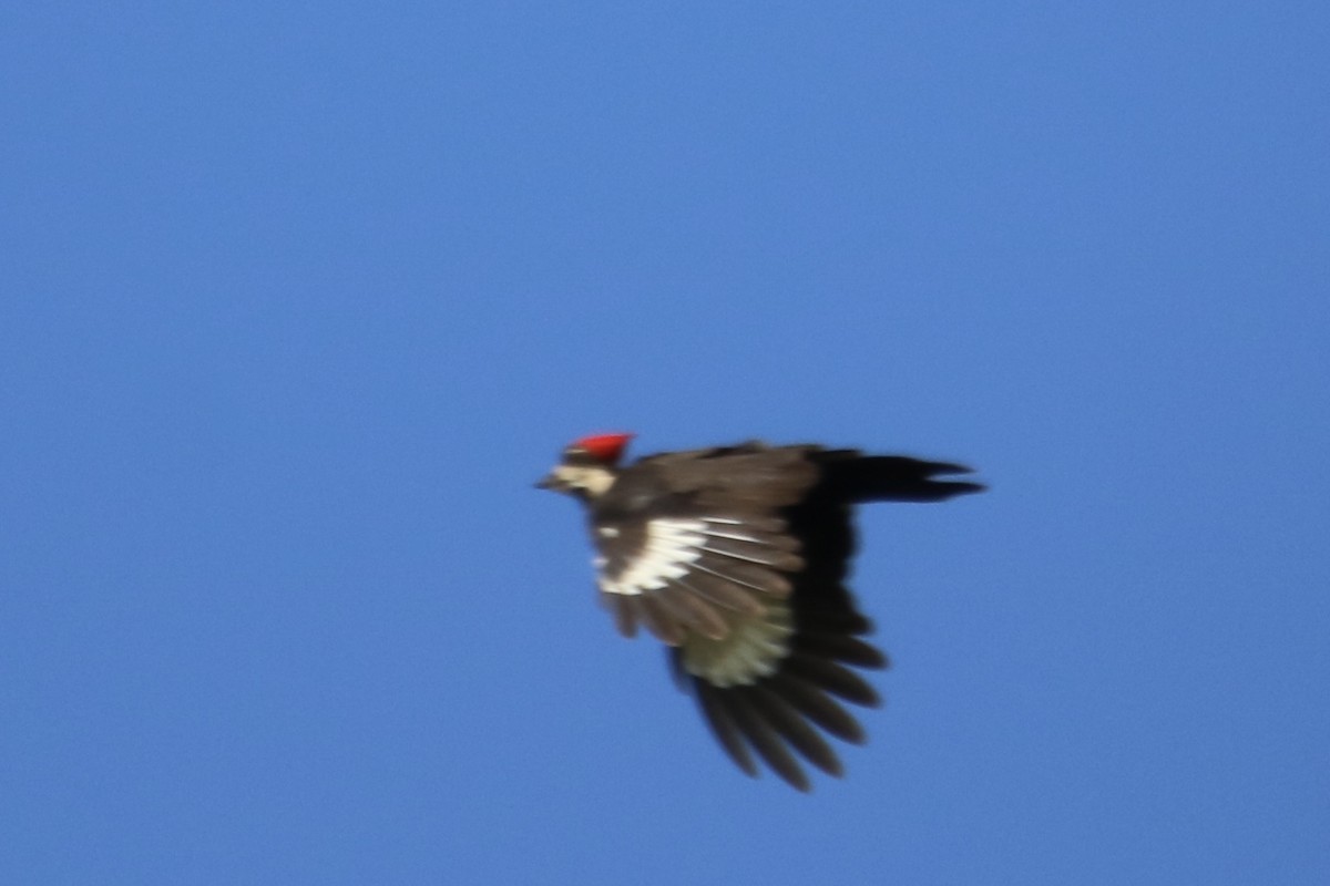 Pileated Woodpecker - ML618844672