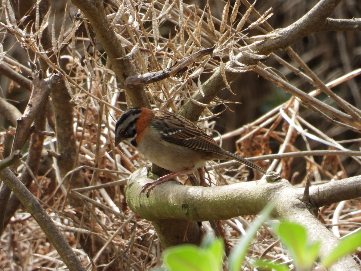 Rufous-collared Sparrow - Friedman Pabon Peñaloza