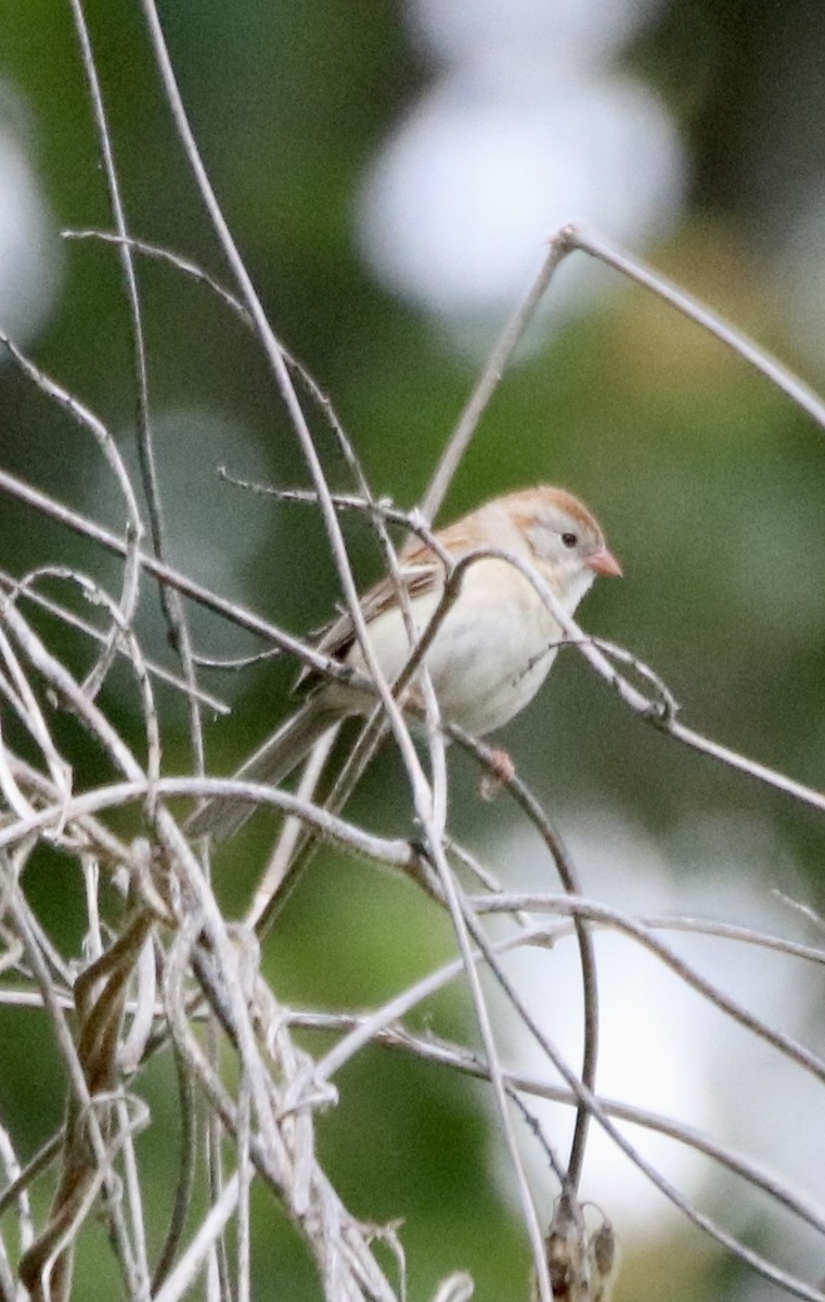 Field Sparrow - ML618844707