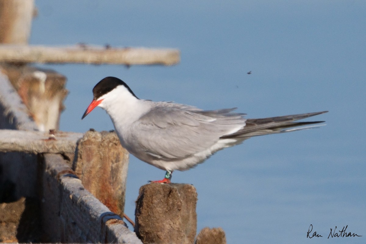 Common Tern - Ran Nathan