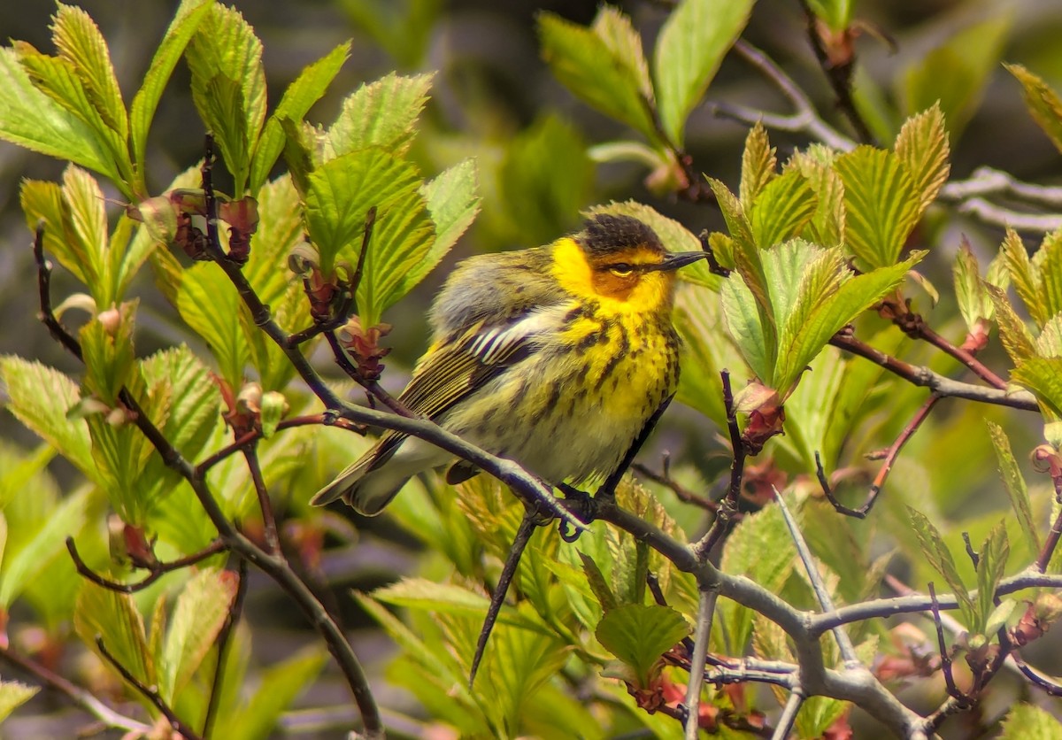 Cape May Warbler - ML618844734