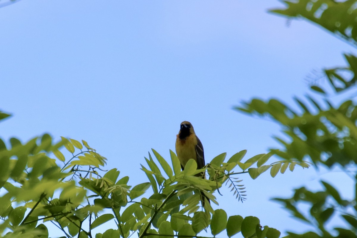 Orchard Oriole - ML618844738