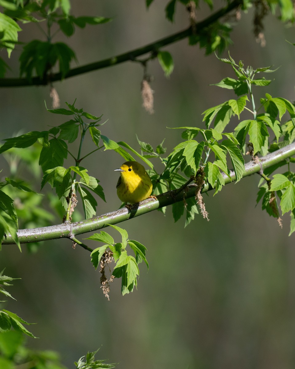 Yellow Warbler - ML618844774