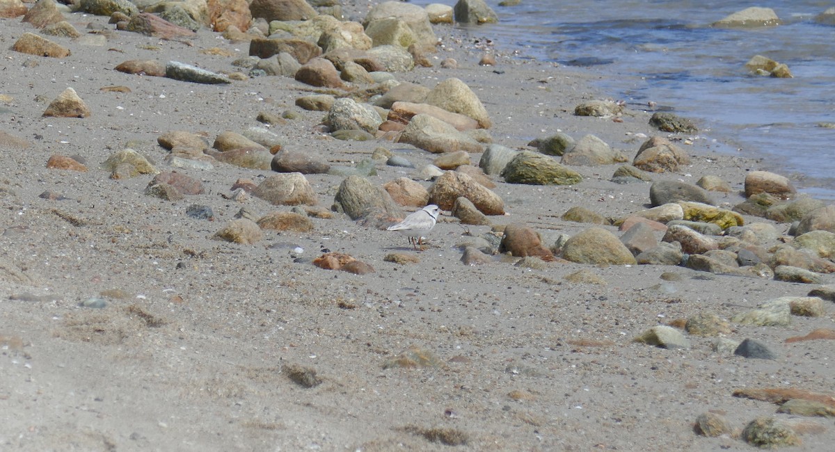 Piping Plover - ML618844781