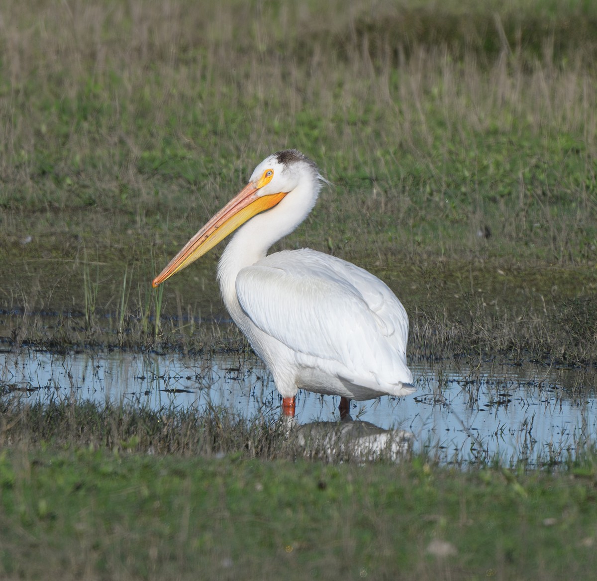 pelikán severoamerický - ML618844813