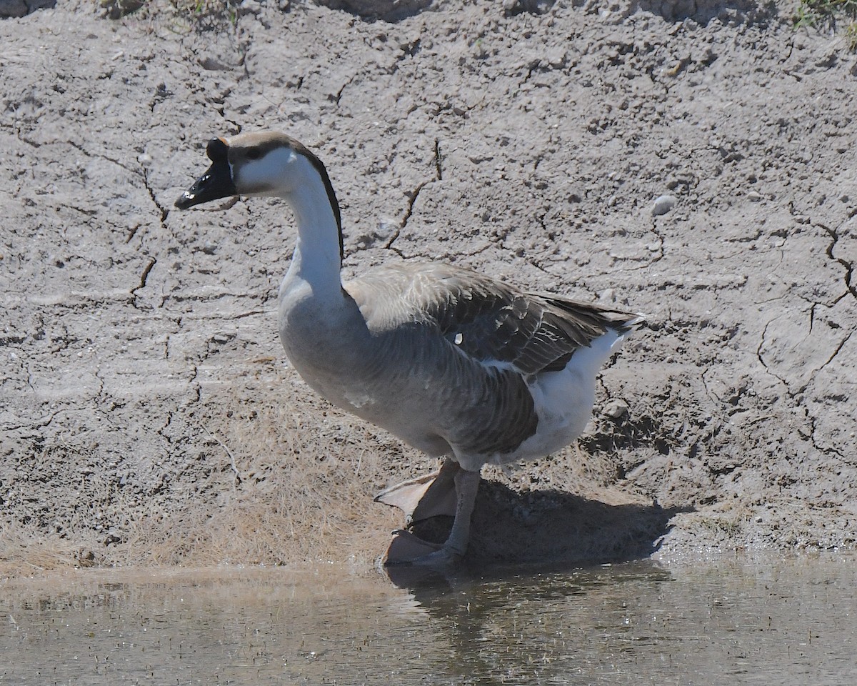 Domestic goose sp. (Domestic type) - Ted Wolff