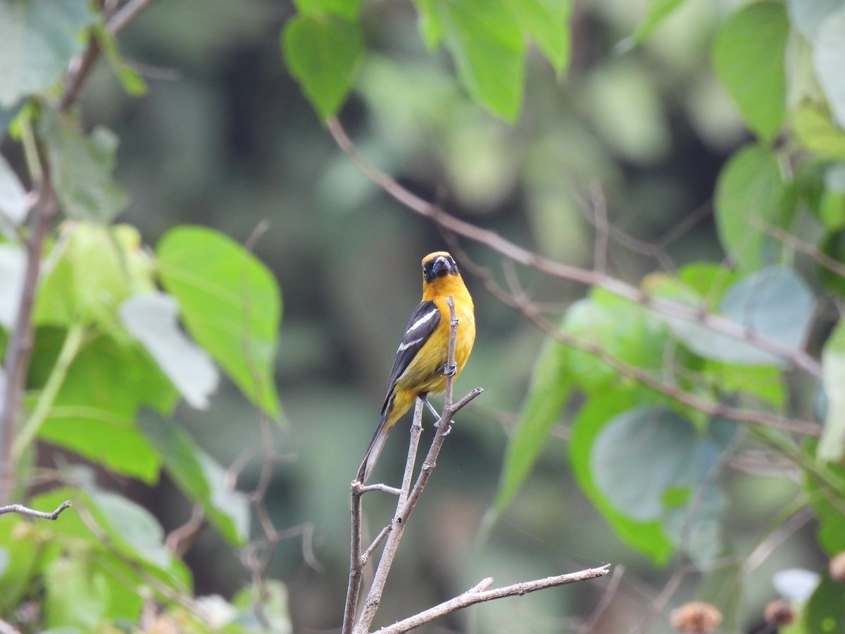 White-winged Tanager - ML618844843