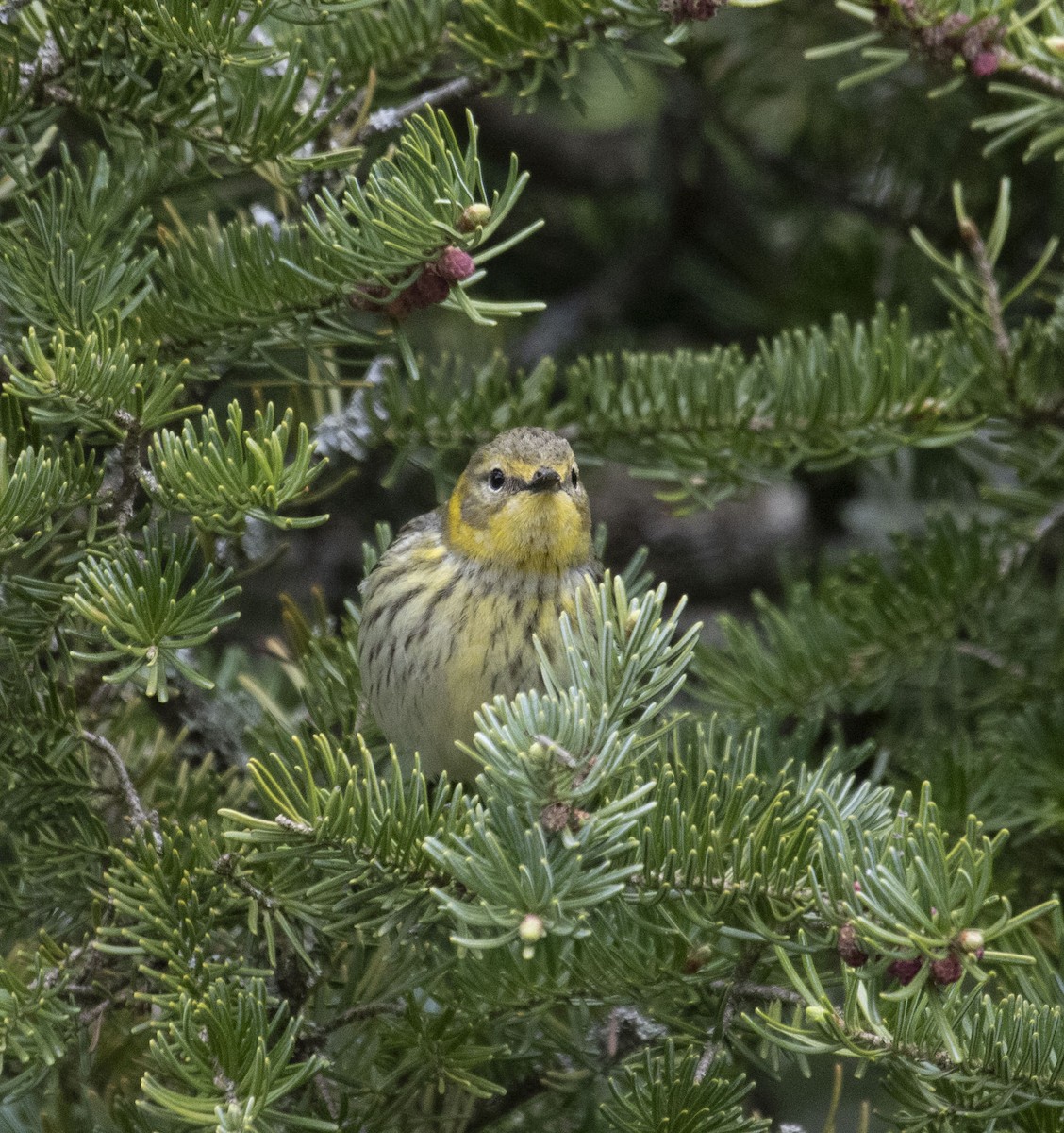 Cape May Warbler - Beth Olson