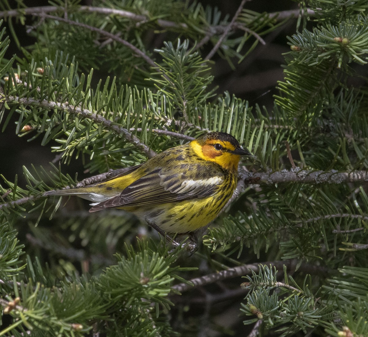 Cape May Warbler - Beth Olson