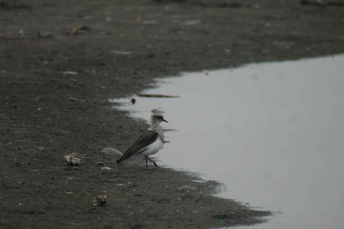 Andean Lapwing - ML618844871
