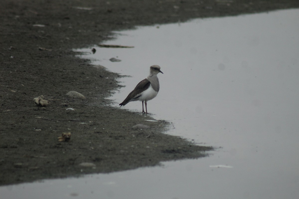 Andean Lapwing - ML618844872