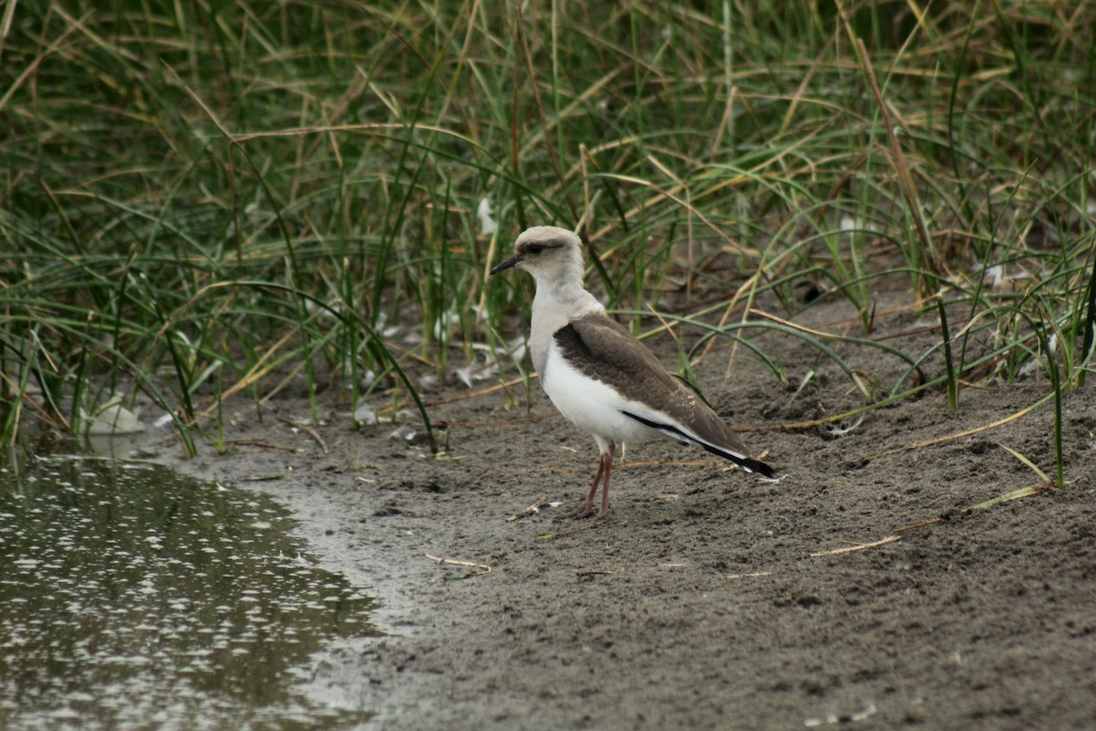 Andean Lapwing - ML618844873