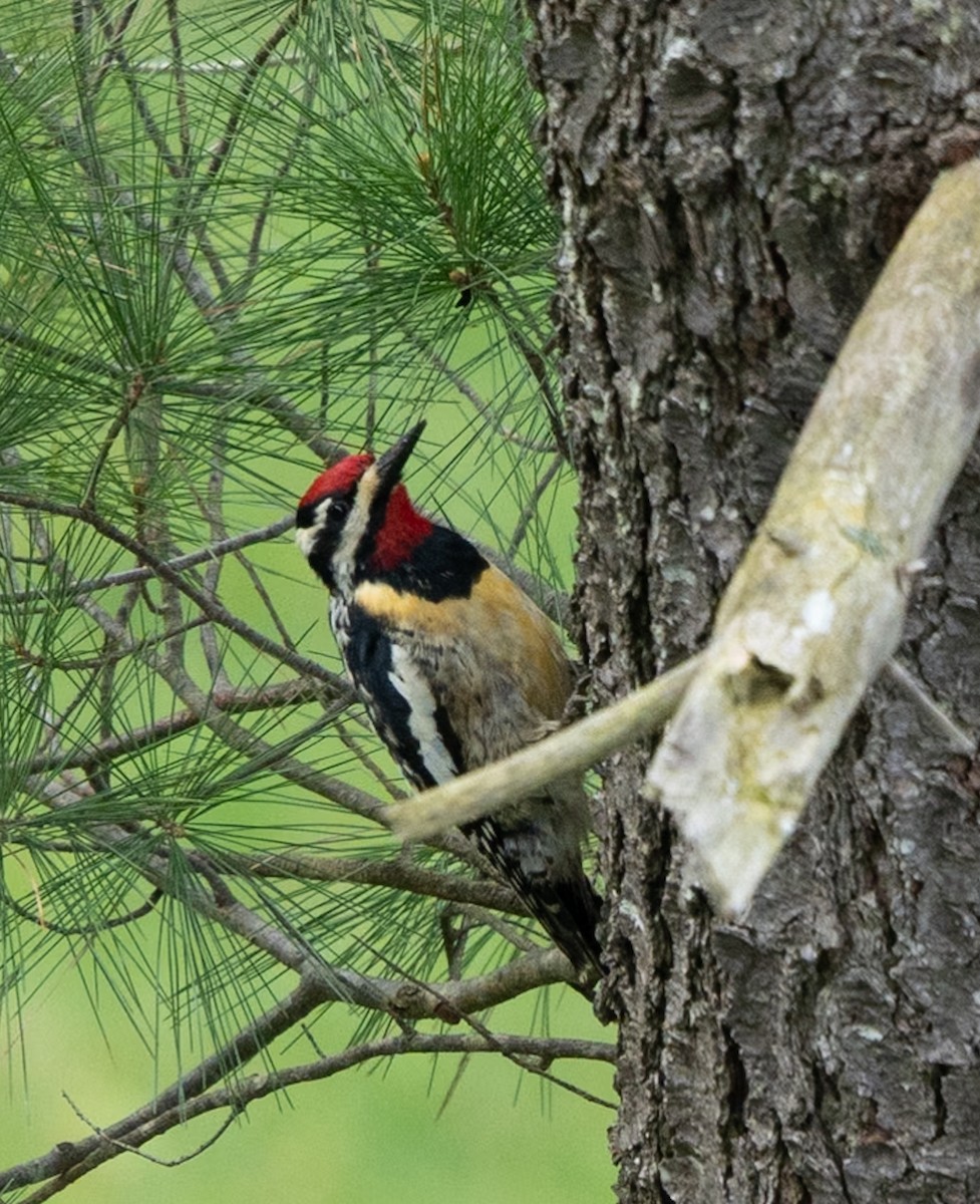 Yellow-bellied Sapsucker - Marcus Müller
