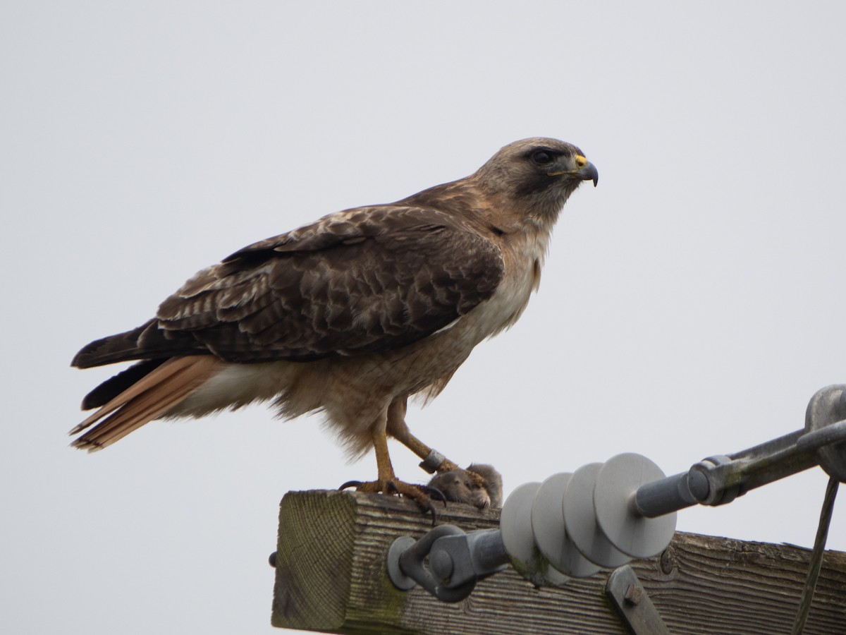 Red-tailed Hawk - ML618844905