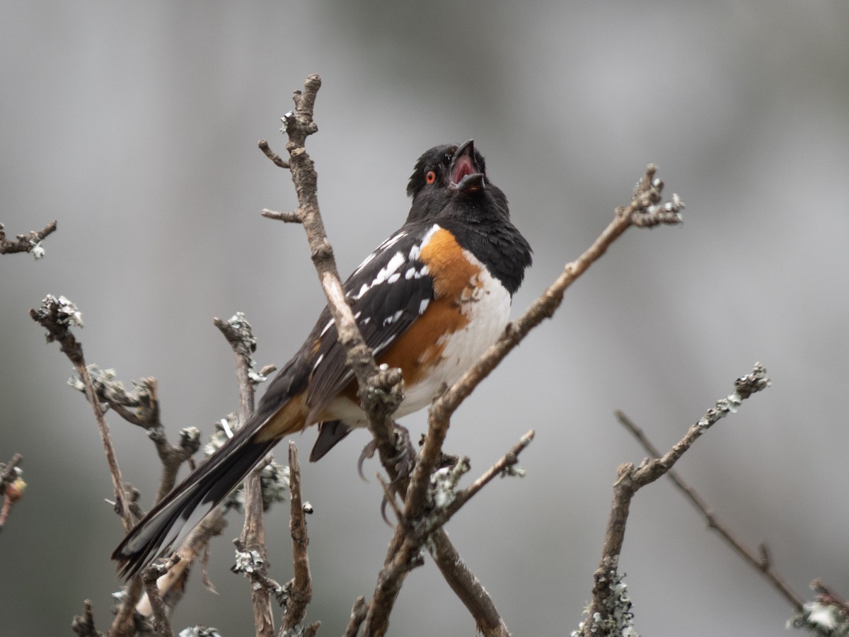 Spotted Towhee - ML618844922