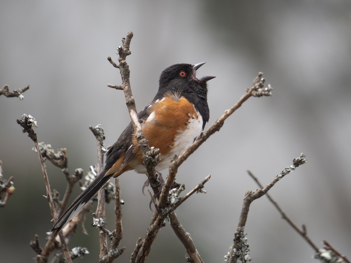 Spotted Towhee - ML618844923