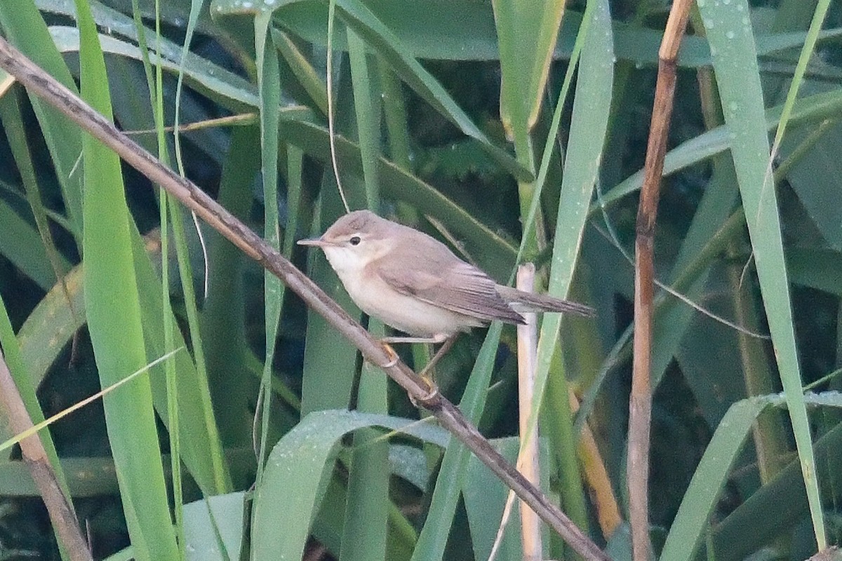 Common Reed Warbler - ML618844955