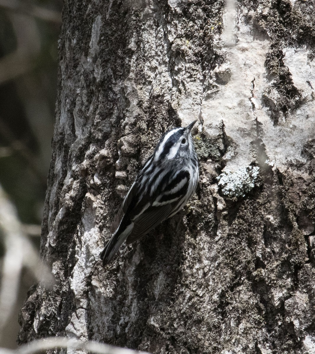 Black-and-white Warbler - Beth Olson