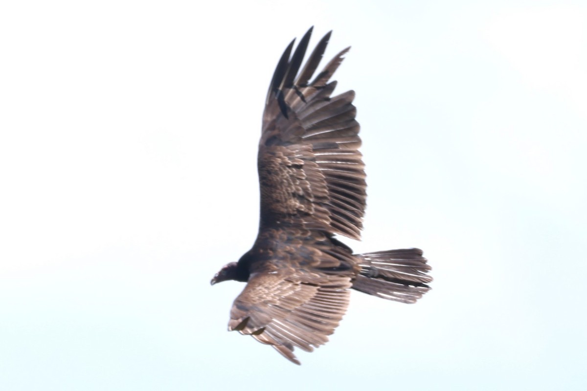 Turkey Vulture - Duane Yarbrough
