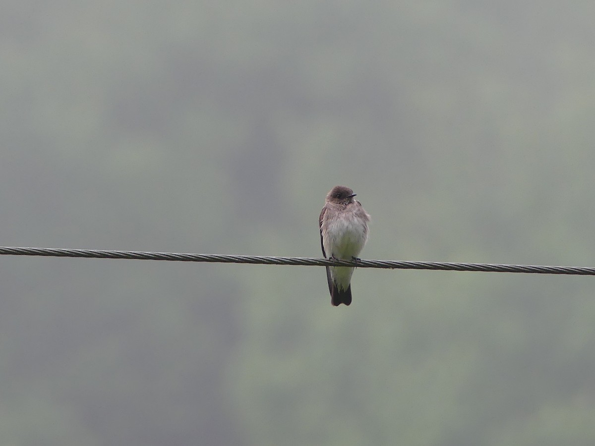 Northern Rough-winged Swallow - Linda Croskey