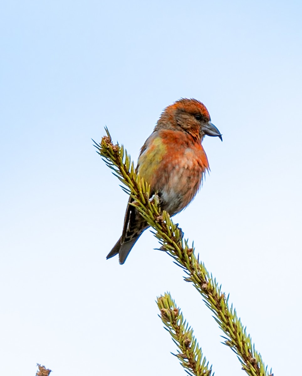 Red Crossbill - Marcus Müller