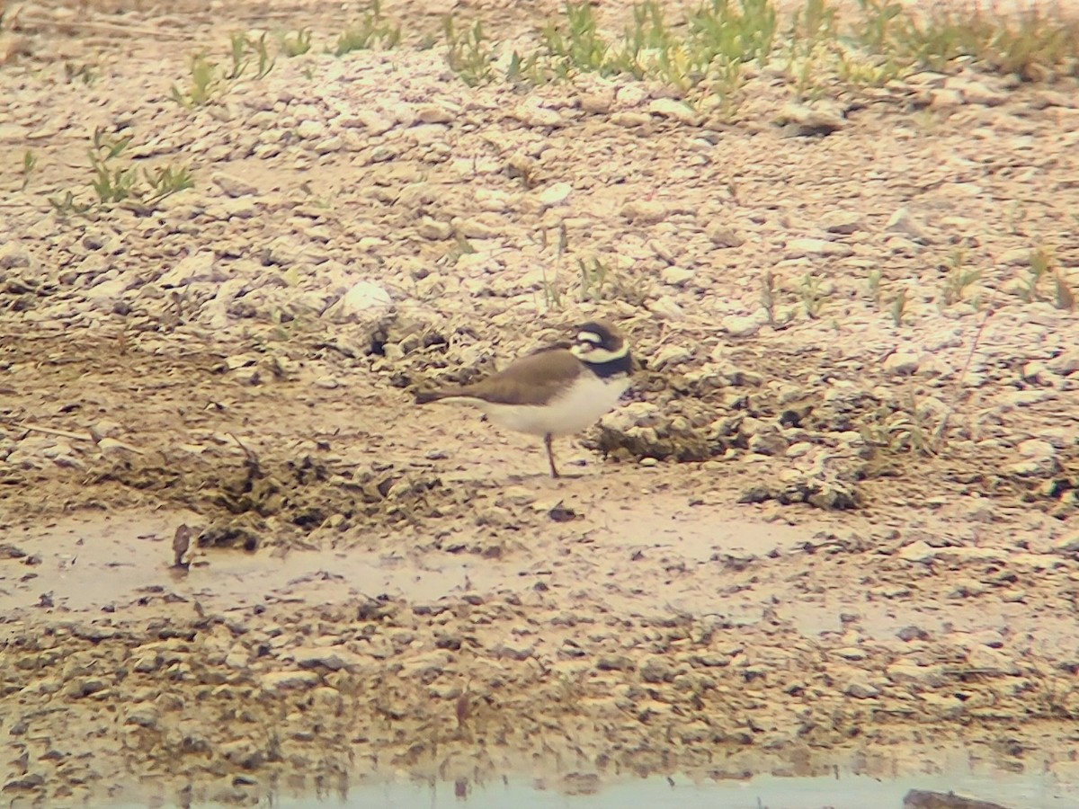 Semipalmated Plover - Daxton Bryce
