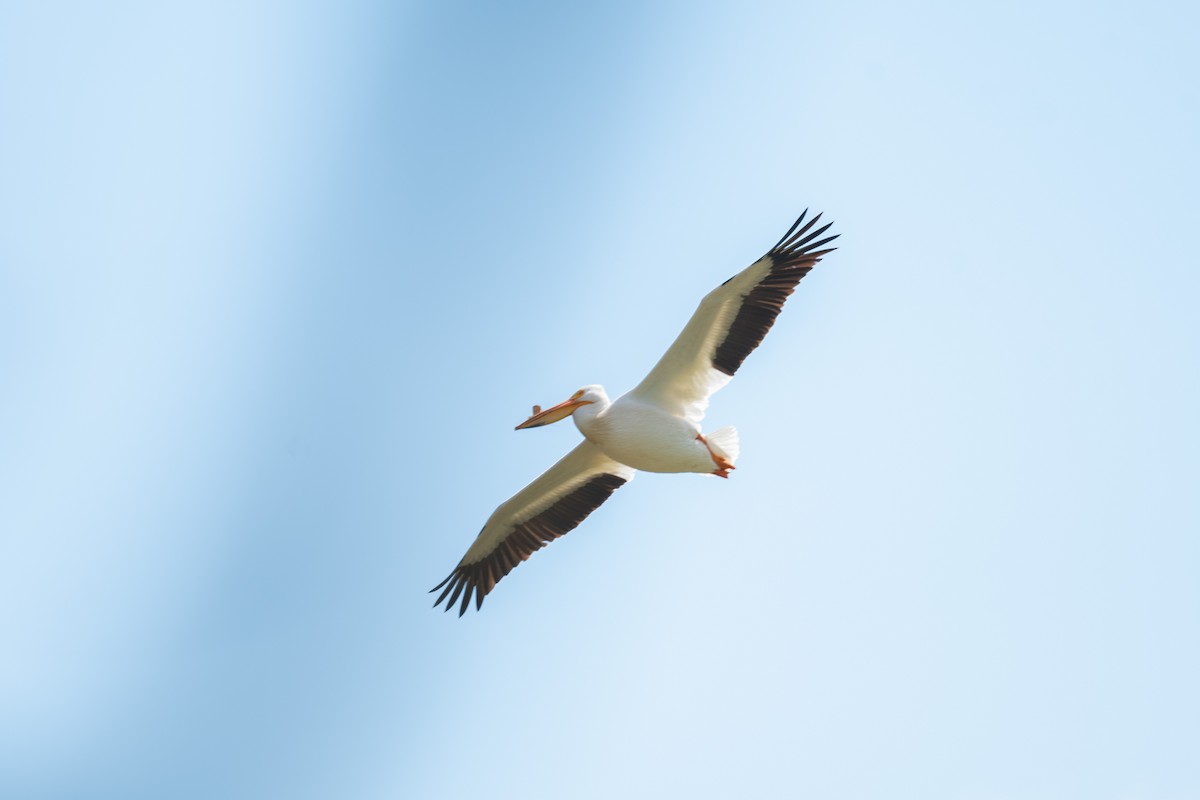 American White Pelican - ML618844988