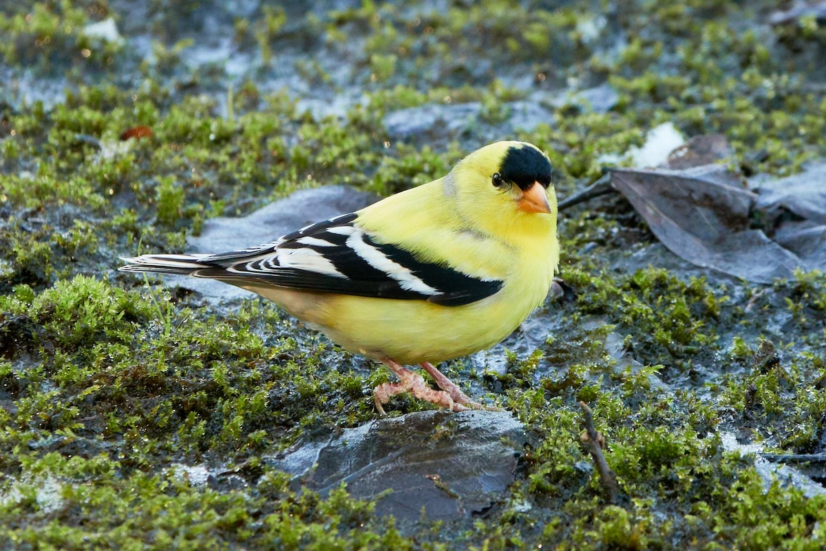 American Goldfinch - Anonymous