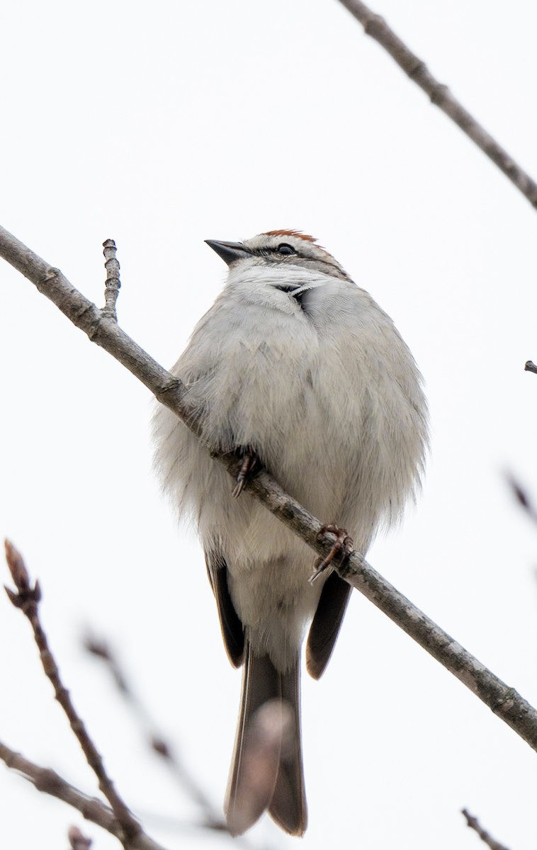Chipping Sparrow - ML618844993