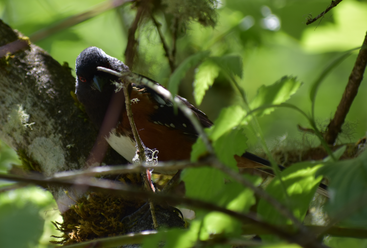 Spotted Towhee - ML618845012