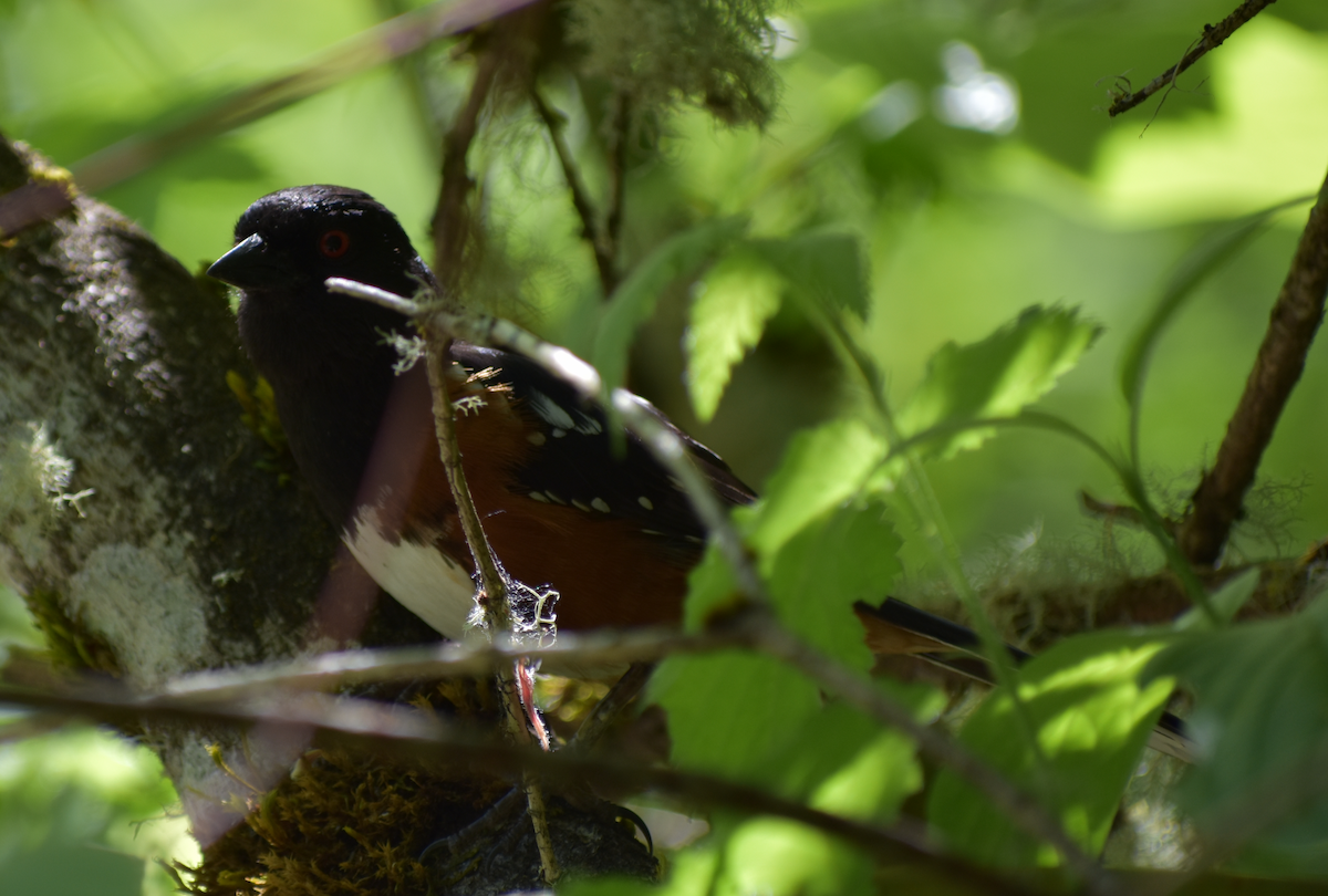 Spotted Towhee - ML618845013