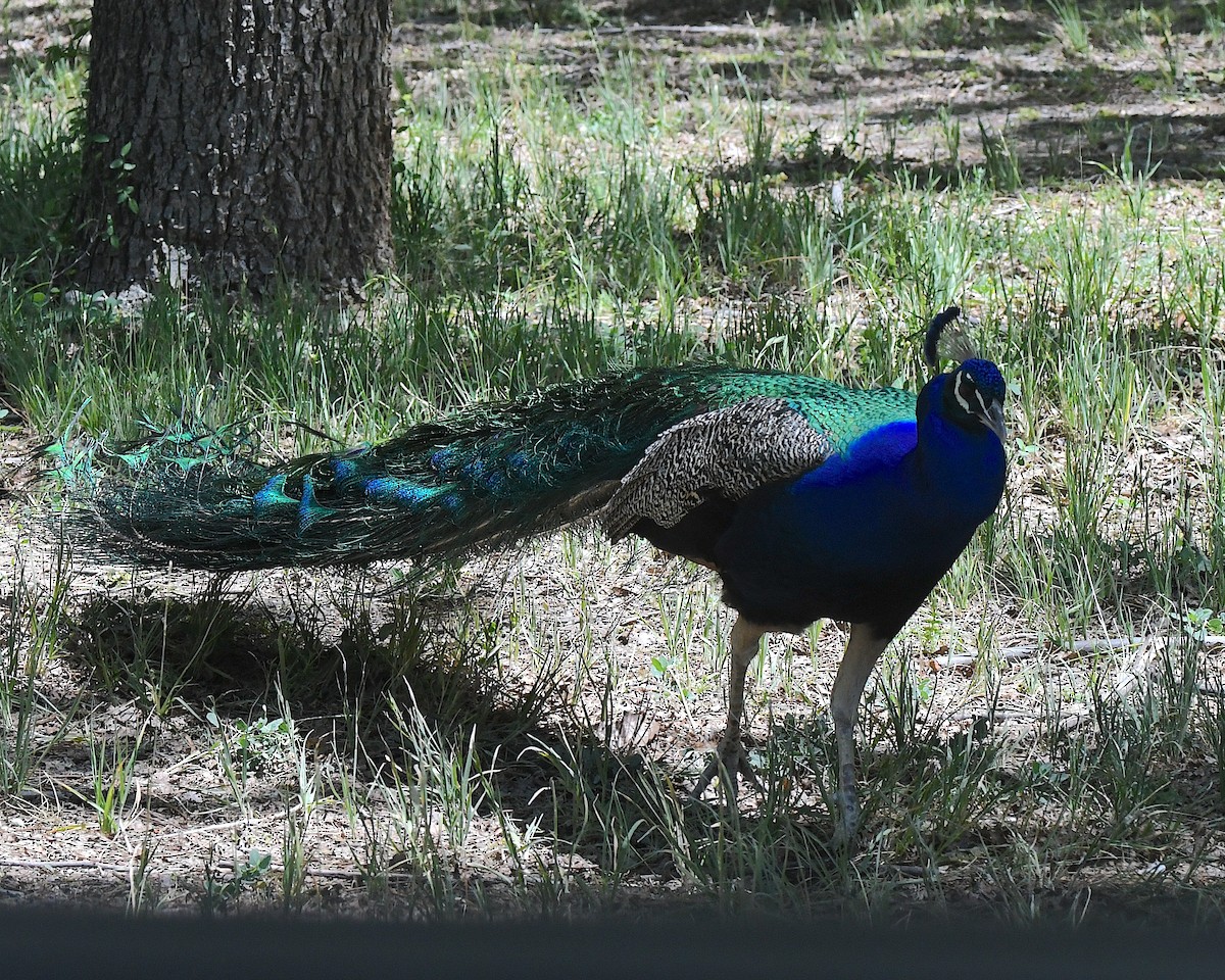 Indian Peafowl (Domestic type) - Ted Wolff