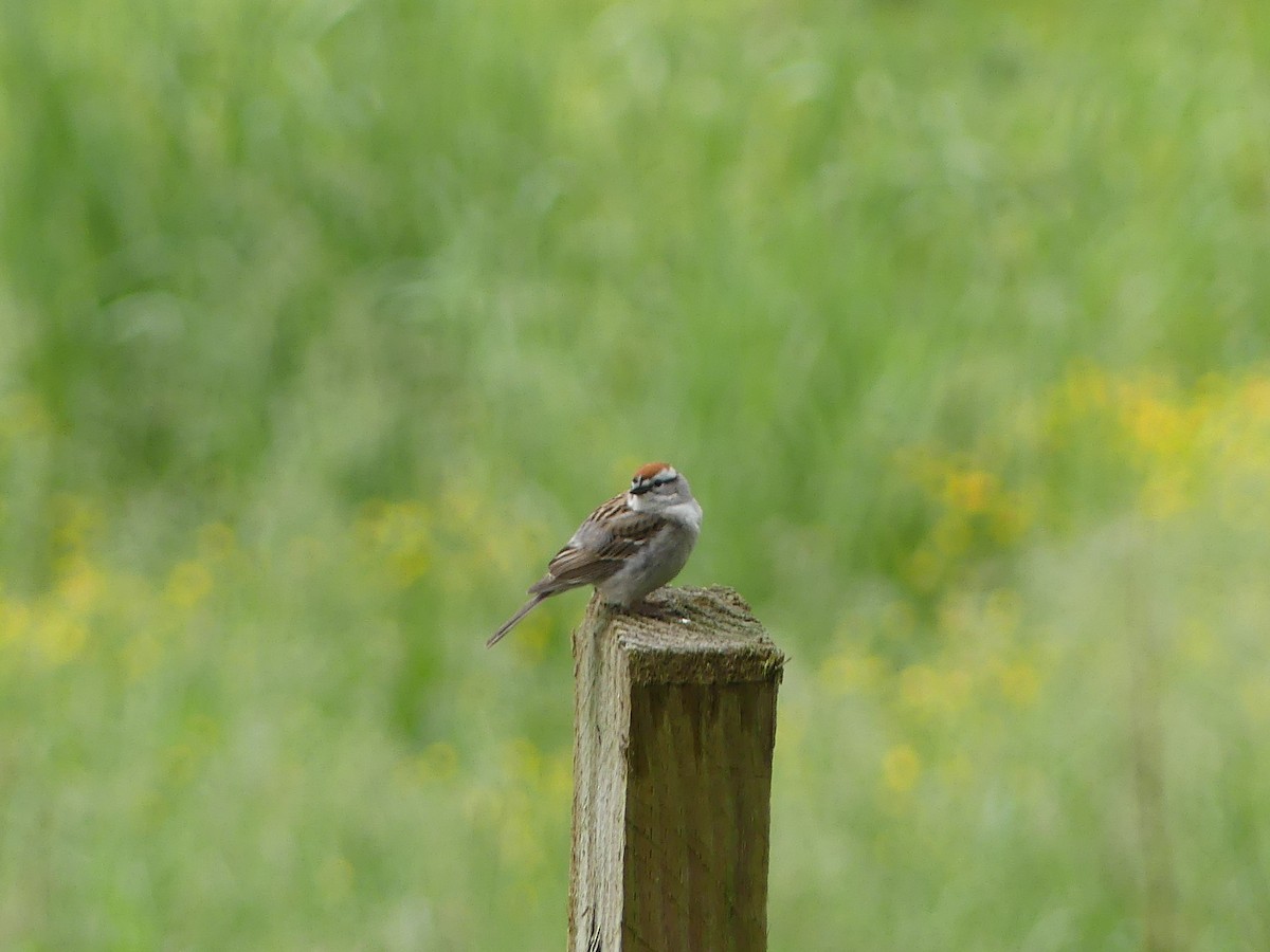 Chipping Sparrow - ML618845050